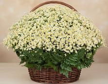 Цветочная композиция из Ромашки в корзине #REPLACE_PRED# Большие Березники Мордовия
