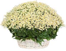 Цветочная композиция из Ромашки в корзине #REPLACE_PRED# Большие Березники Мордовия
